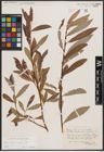 Foto von Salix daphnoides Vill.